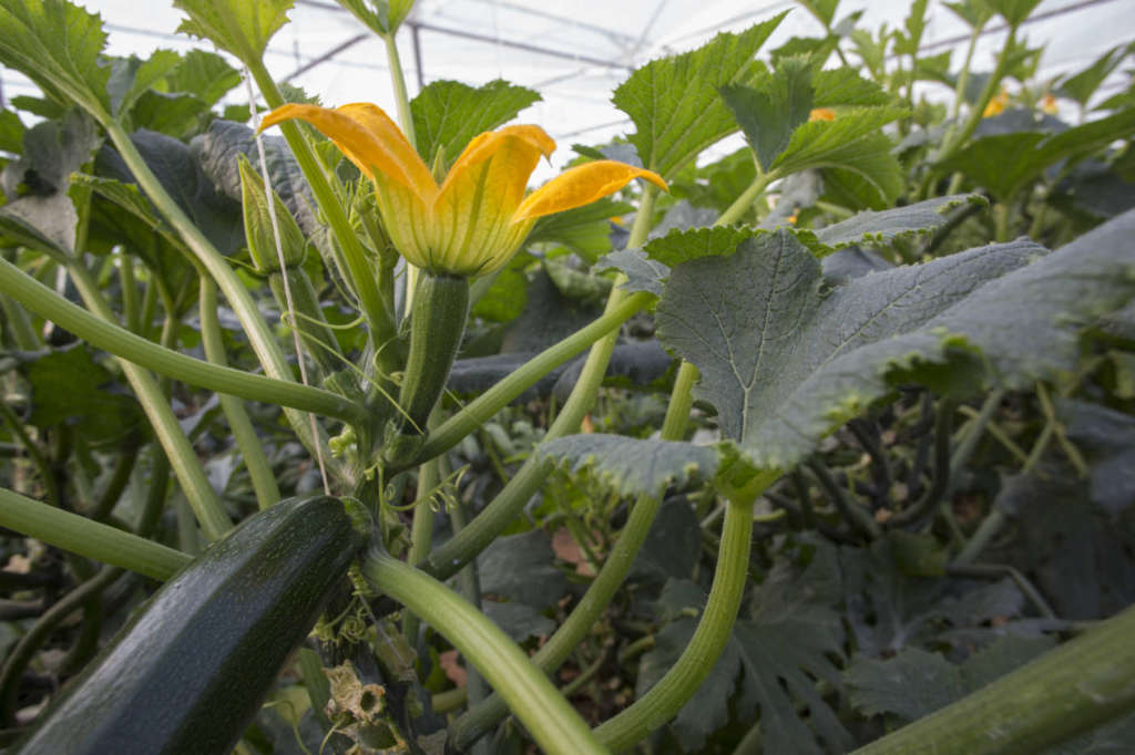 Per Rijk Zwaan lo zucchino è una coltura molto importante