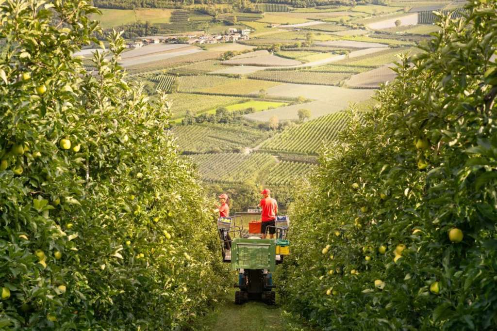 Raccolta mele Vip Val Venosta