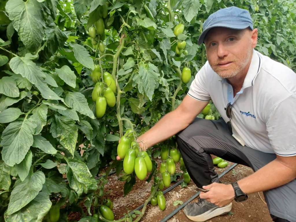 Pomodoro Damerino sviluppato da Syngenta
