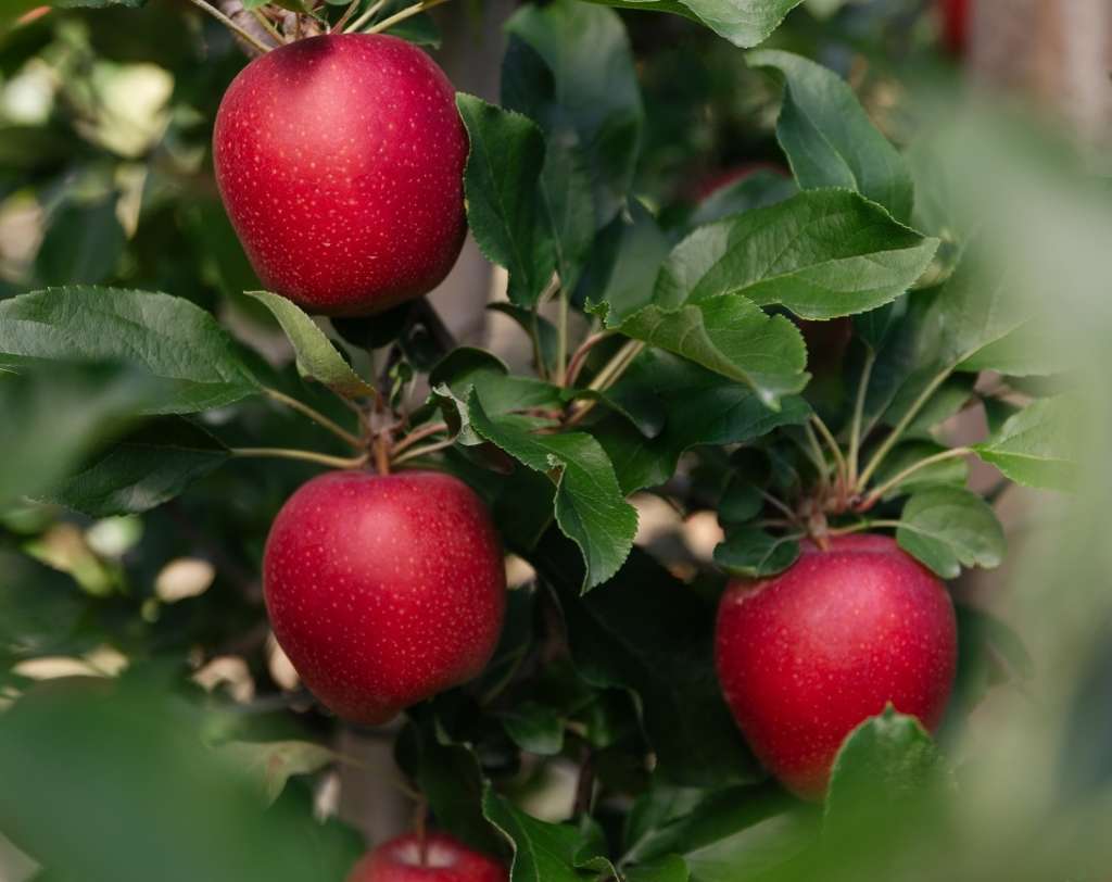 Gala MelaPiù, è in corso la commercializzazione