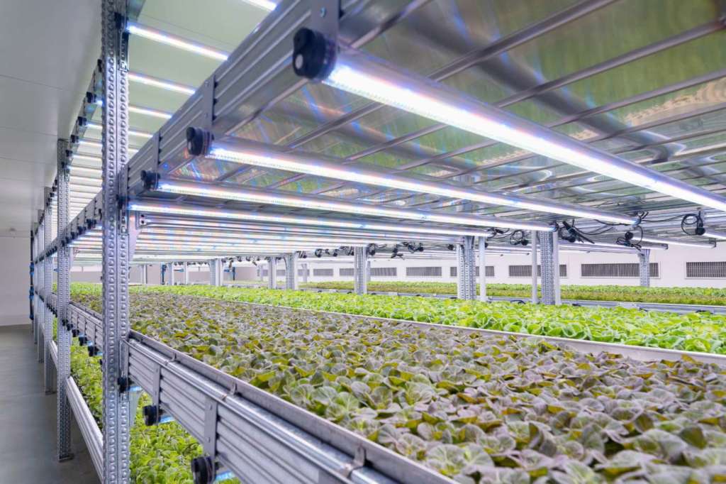 L'impianto in idroponica di Kilometro verde