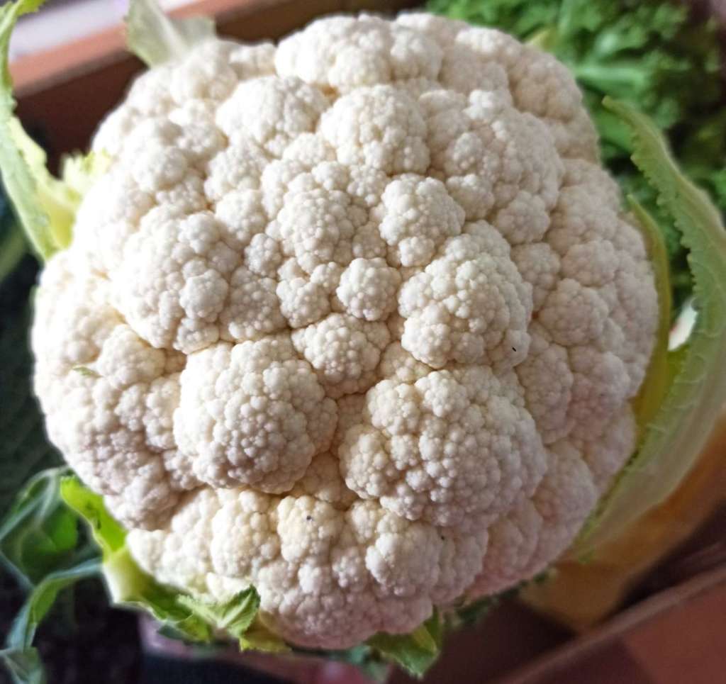 Il rinomato Cavolfiore della Piana del Sele Igp