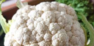 Il rinomato Cavolfiore della Piana del Sele Igp
