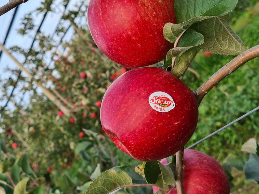 Raccolta della mela Crimson Snow