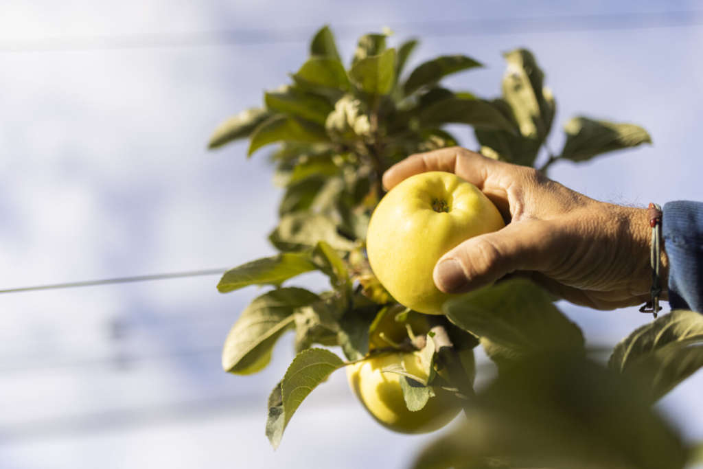 La mela gialla yello di Vog e Vip