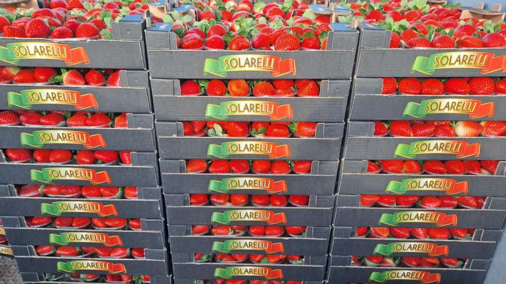 Fragole invernali Marimbella Apofruit a marchio Solarelli