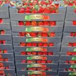 Fragole invernali Marimbella Apofruit a marchio Solarelli