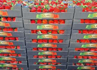 Fragole invernali Marimbella Apofruit a marchio Solarelli