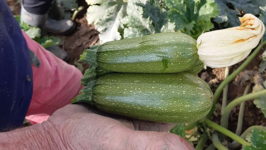 Lo Zucchino Bolognese al centro di un programma di breeding