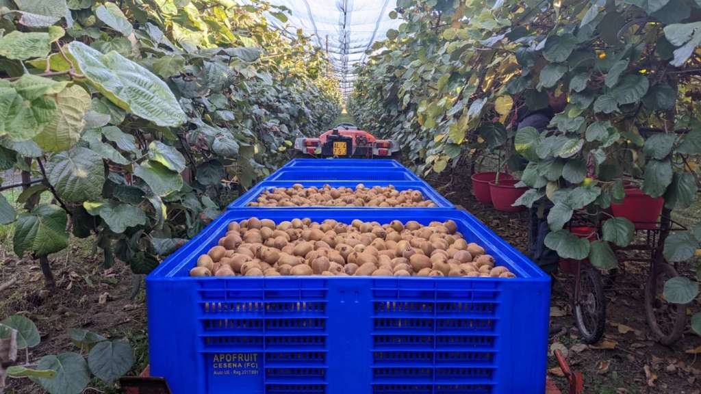 Il tradizionale kiwi verde Hayward prodotto da Apofruit
