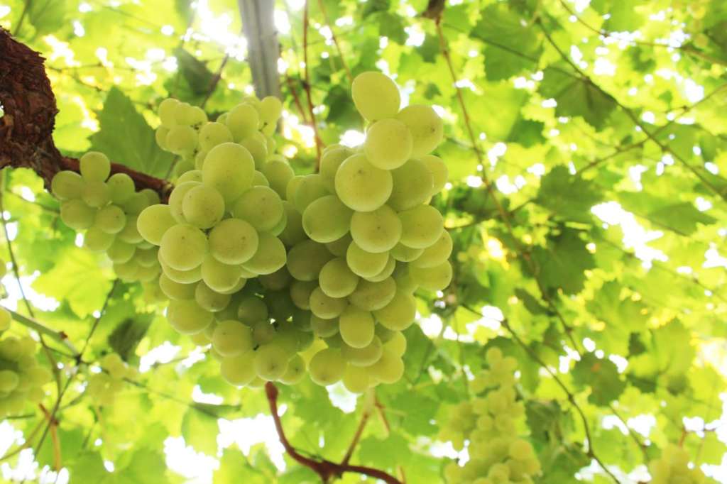 La Puglia è la regione leader in Europa per l'uva da tavola, una delle voci del nostro export frutticolo