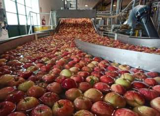 Nuovo impianto mele Agrintesa a Campagnola di Zevio, sede anche di Brio
