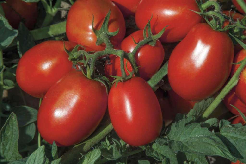 Redix, la nuova varietà di pomodoro da industria sviluppata da Syngenta