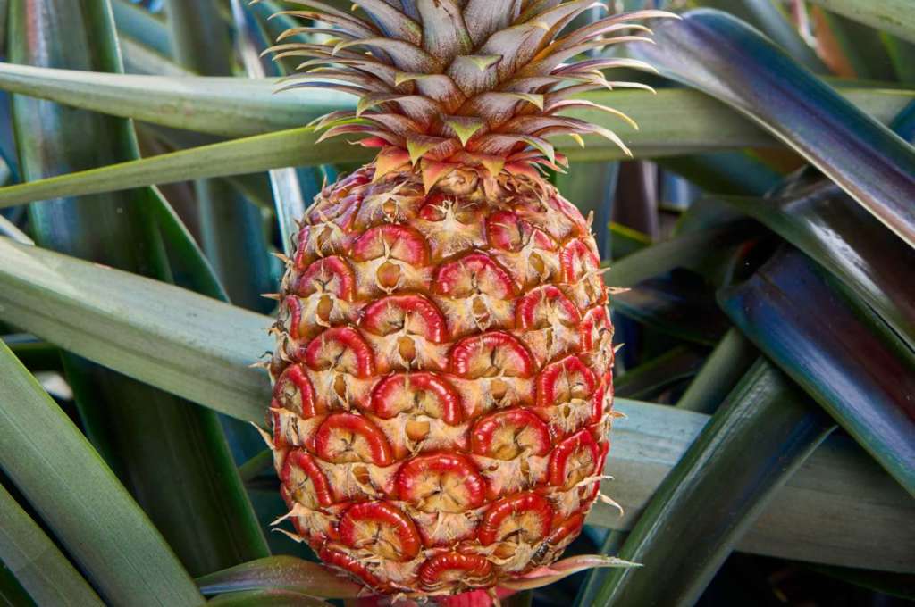 Ananas Rubyglow Fresh Del Monte