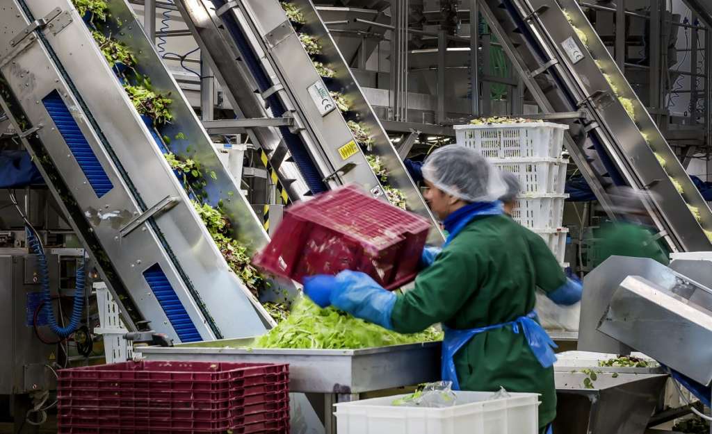 Insalata Dell'Orto, lavorazione nello stabilimento di Mira