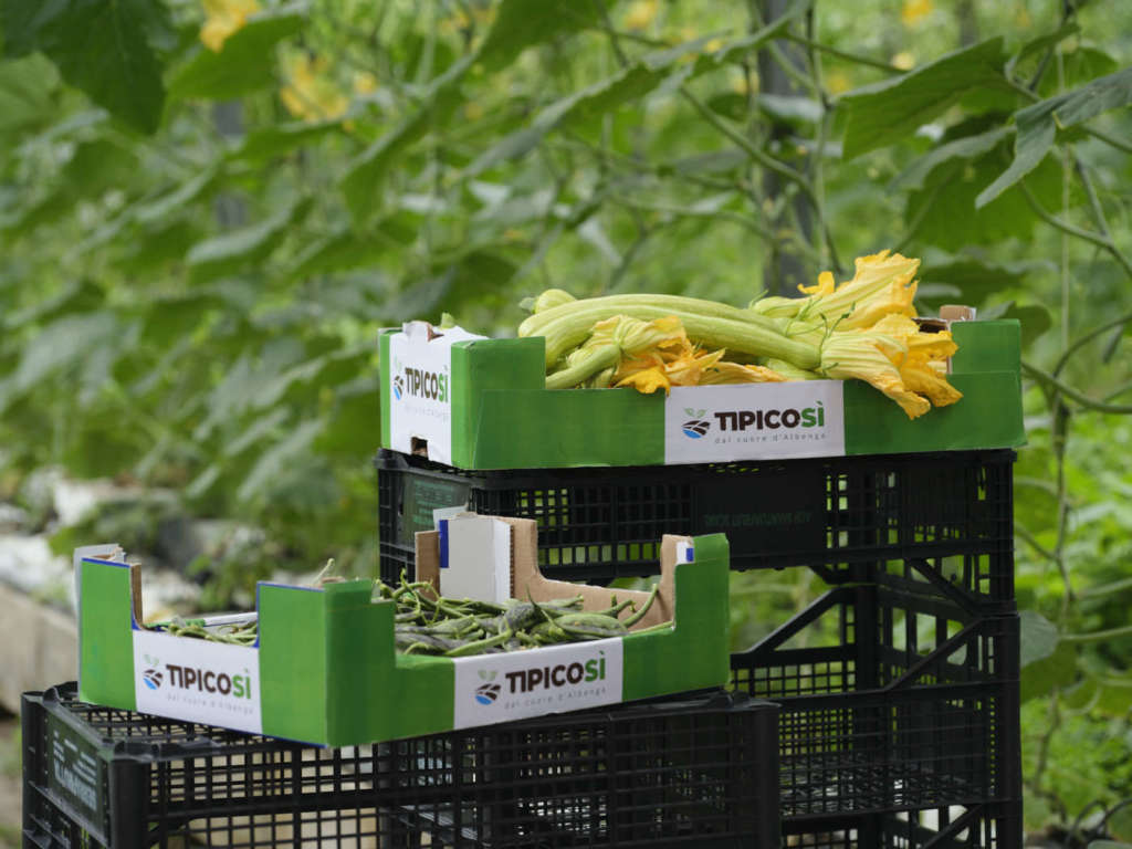 Zucchina Trombetta, uno dei prodotti simbolo del brand TipicoSì dell'Ortofrutticola di Albenga