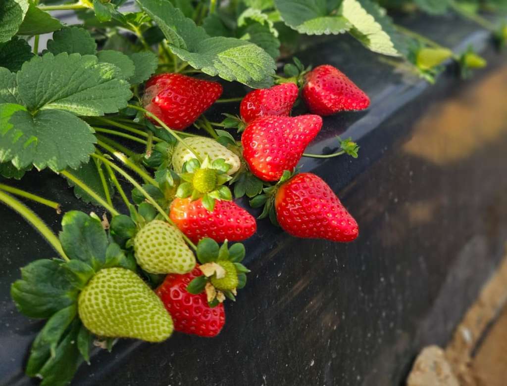 La nuova cultivar Shayda sviluppata dal Civ