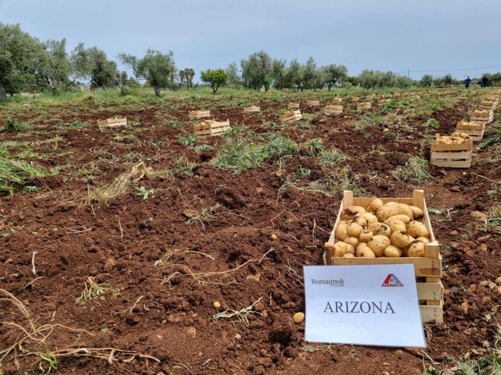 Raccolta delle patate novelle Romagnoli nel Siracusano
