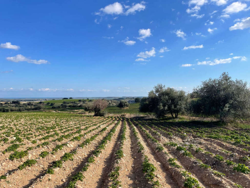 Campia coltivati a Patate Novelle Selenella