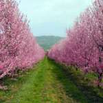 Drupacee in fiore, cooperativa Osas