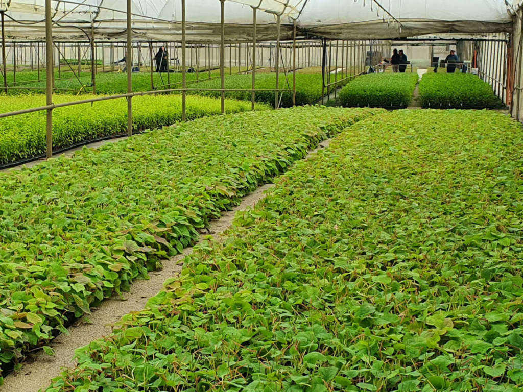 I prodotti frutticoli da vivai italiani sono sempre più richiesti per l'export