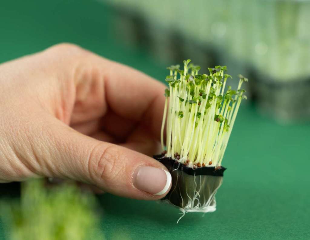 Una microgreen di CiboCi