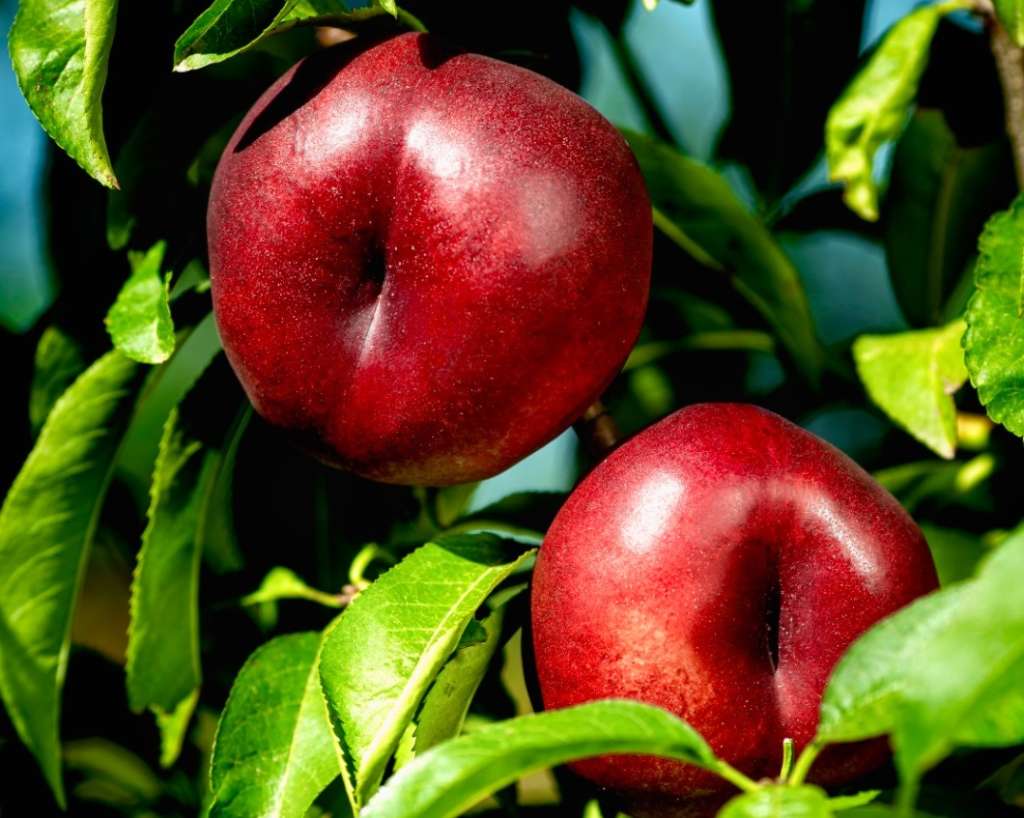 Nettarine premium Ondine Gruppo Alegra