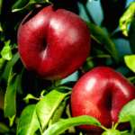 Nettarine premium Ondine Gruppo Alegra