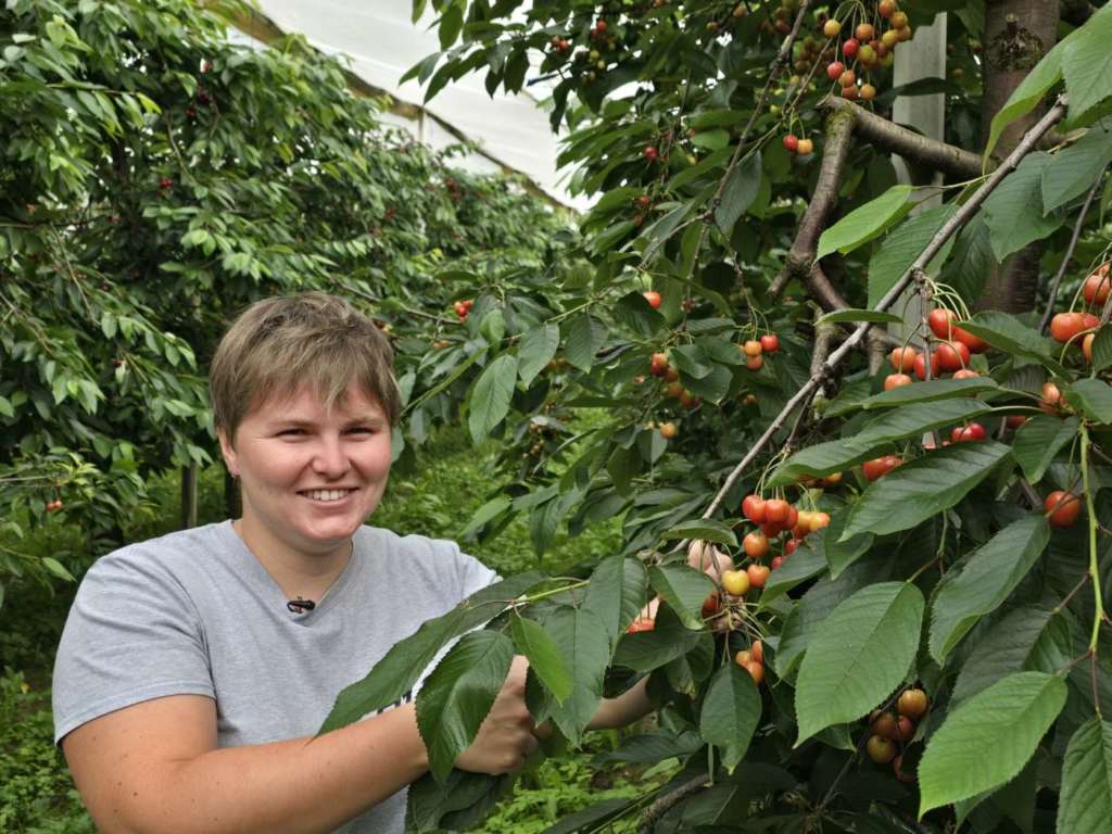 Francesca Dallago, agricoltore di Apot in fase di raccolta