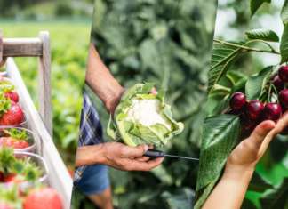 I prodotti estivi di Vip, il Consorzio di produttori della Val Venosta