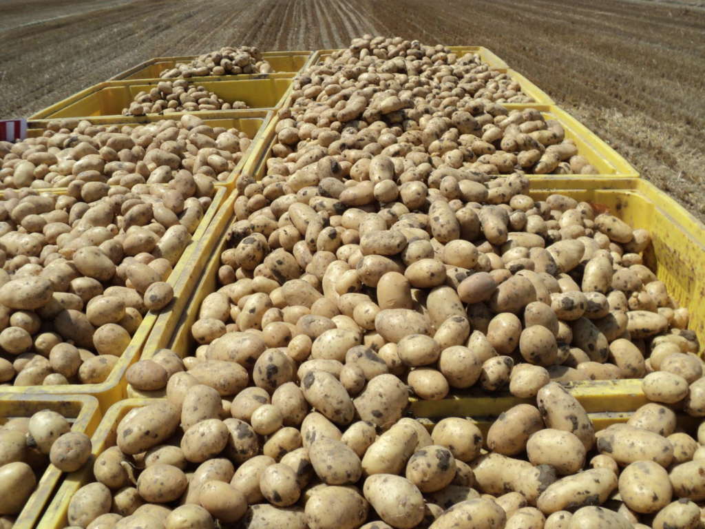 La raccolta 2024 delle patate per Apofruit ha rese produttive in linea con le aspettative