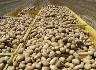 La raccolta 2024 delle patate per Apofruit ha rese produttive in linea con le aspettative