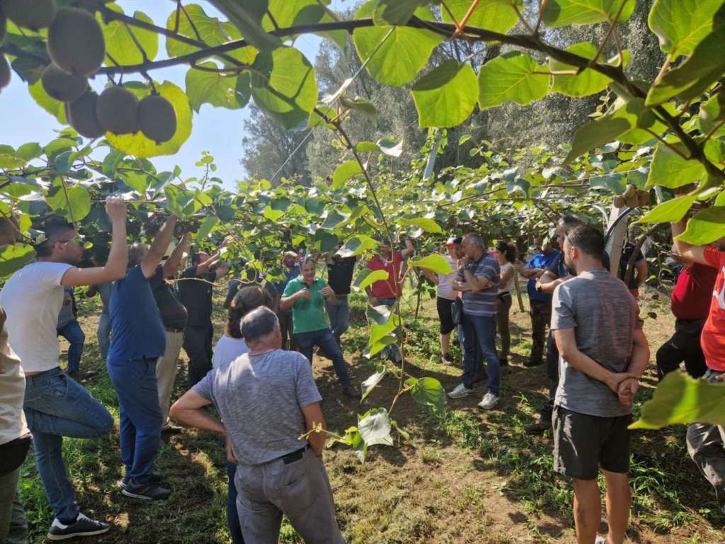 Evento Apofruit in Calabria con focus sulle varietà di kiwi innovative