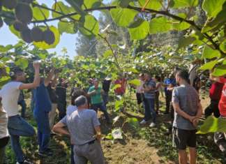Evento Apofruit in Calabria con focus sulle varietà di kiwi innovative
