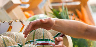 Il Melone Mantovano Igp è una delle eccellenze ortofrutticole del made in Italy