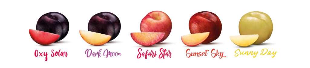 Le diverse varietà Metis