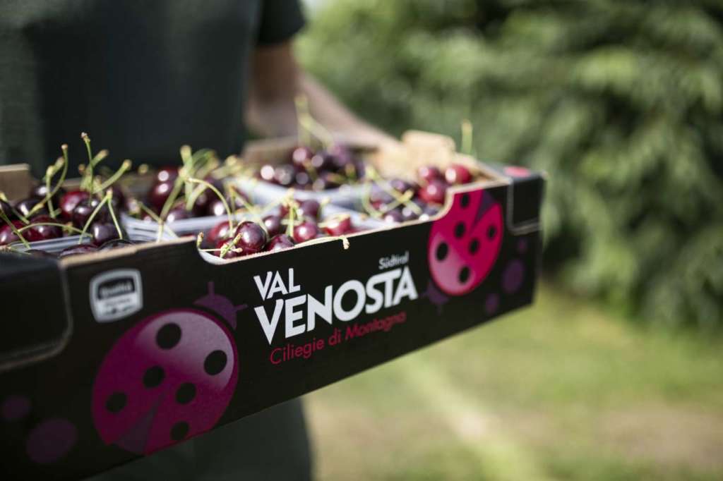 Ciliegie di montagna Vip Val Venosta