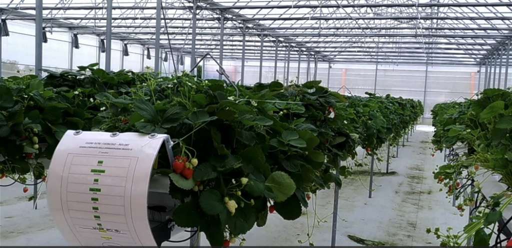 Fragole coltivare fuori suolo Red.Ort