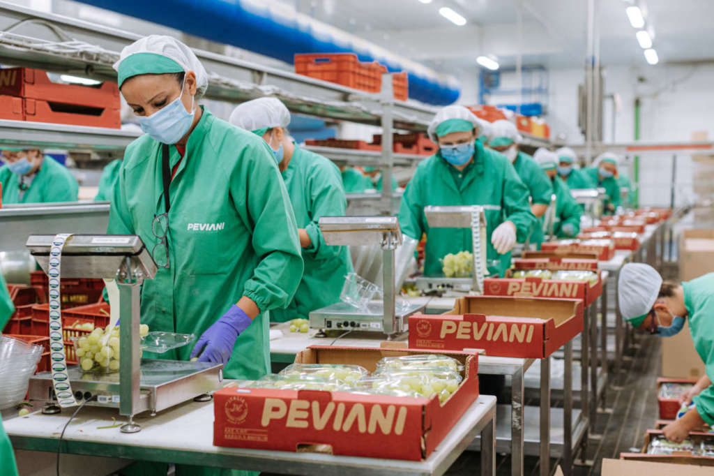 Pesatura uva da tavola e cassette Peviani Spa