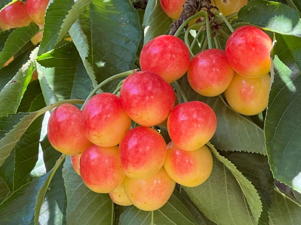 La ciliegia bicolore Tip Top commercializzata con il marchio Skylar Rae