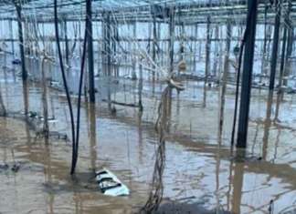 Eventi climatici sempre più estremi a causa del cambiamento climatico (foto Confagricoltura Liguria)