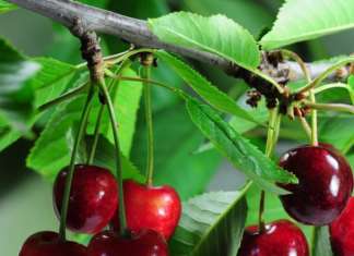 Unifrutti è tra i maggiori produttori di ciliegie al mondo
