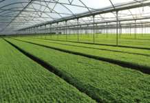 L’Insalata dell’Orto: oltre 2.700 tonnellate di scarti vegetali trasformate in biogas Serre Insalata dell'Orto a Mira (Ve)