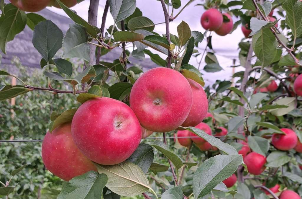 Mela Club Candine di Apofruit