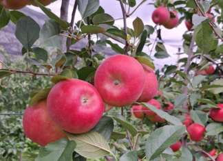 Mela Club Candine di Apofruit