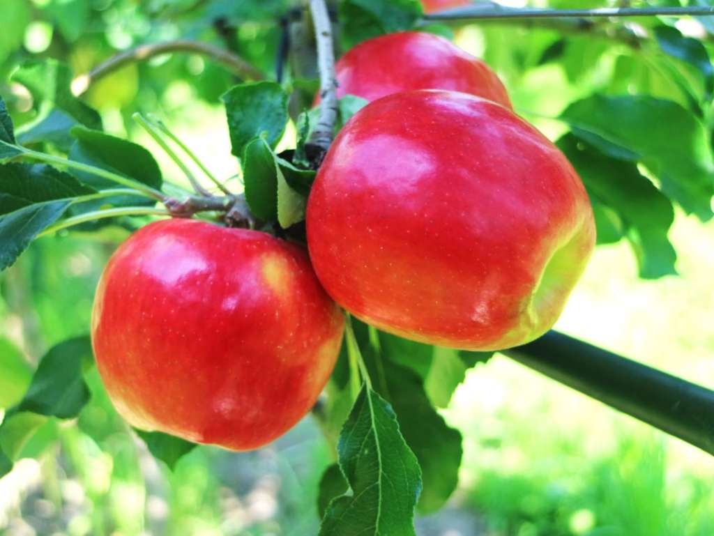 La mela Lilibet sviluppata dal Civ