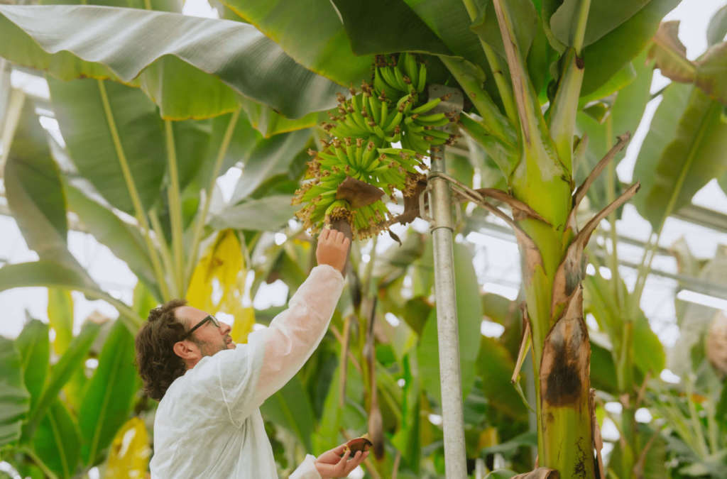 Chiquita all'avanguardia per la produzione di banane sostenibili e resistenti al climate change
