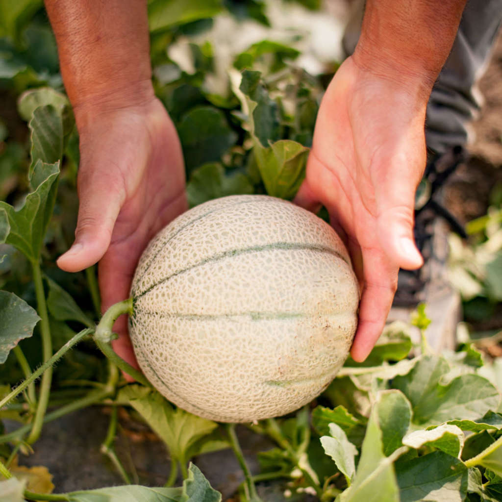 Il melone Mantovano Igp è una delle eccellenze tutelate dell'ortofrutta italiana