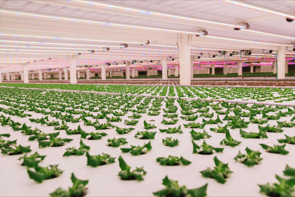 Kilometro Verde utilizza la tecnologia idroponica per la coltivazione in vertical farming