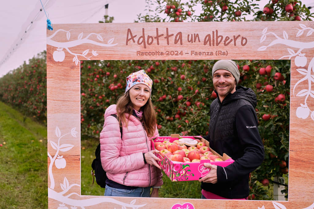 La raccolta di mele Pink Lady nel frutteto grazie al progetto Adotta un albero